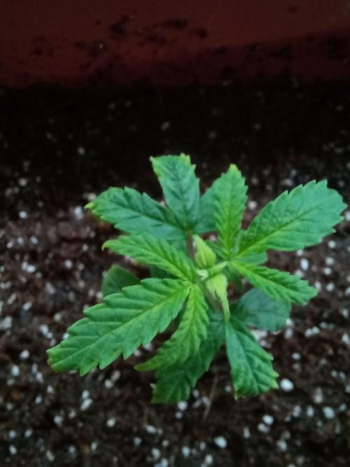 second weed. Week 4
