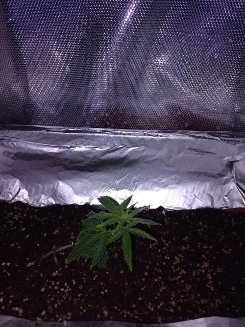 second weed. Week 5