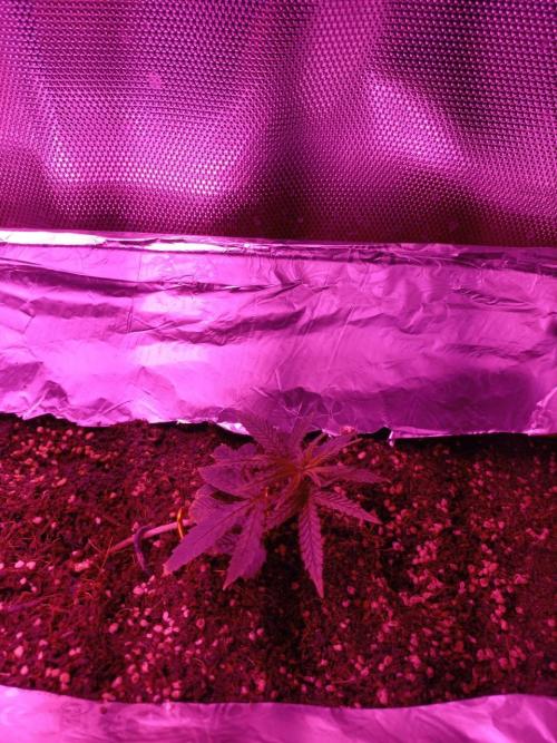second weed. Week 5