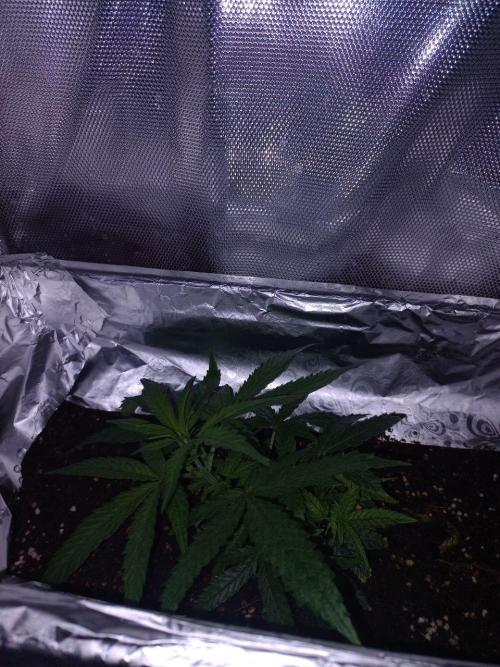 second weed. Week 6