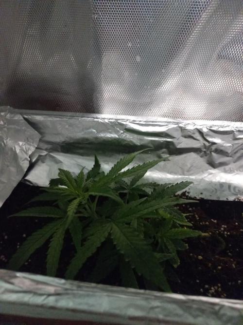 second weed. Week 6