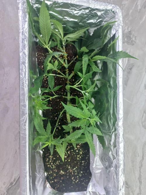 second weed. Week 7