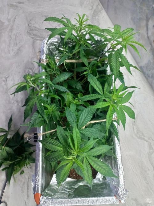 second weed. Week 8