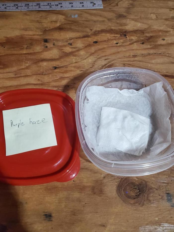 Purple haze. Week 0 - I start with a damp paper towel on a heating pad on low