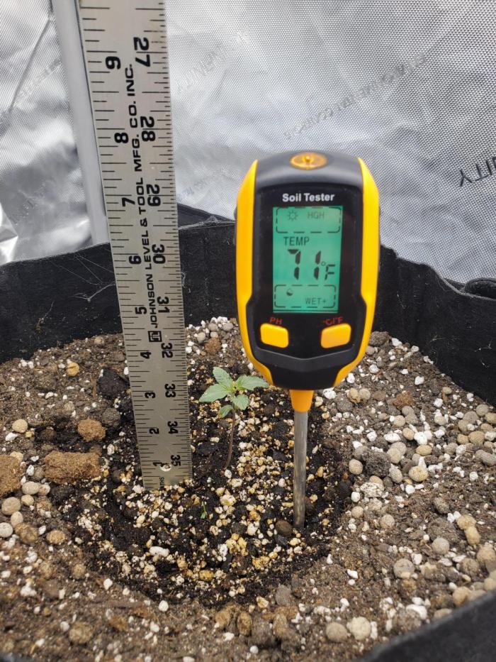 Purple haze. Week 1 - Looking good