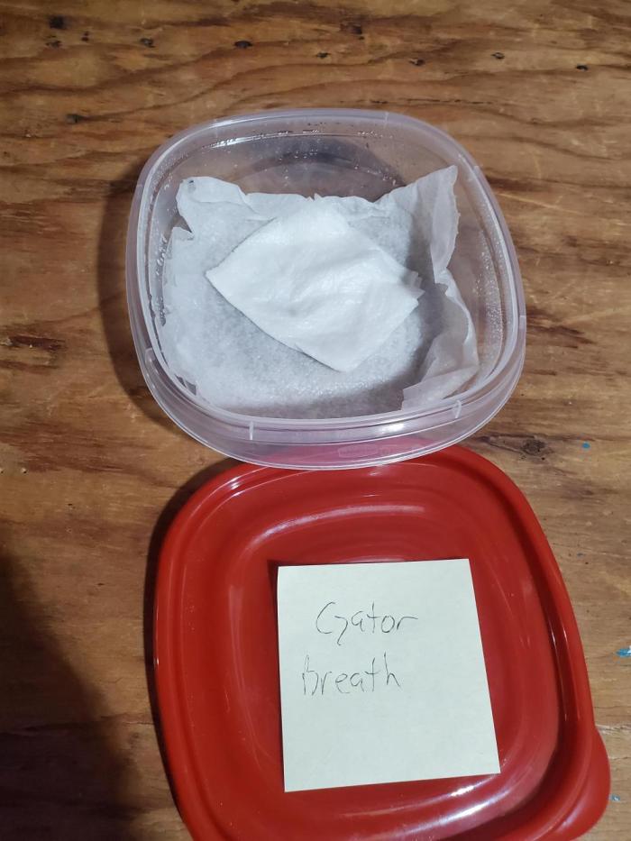 Gator breath. Week 0 - First week 