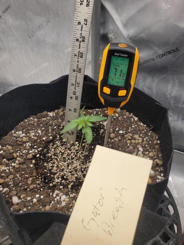 Gator breath. Week 1 - Doing real good for first week twisted leaves baby