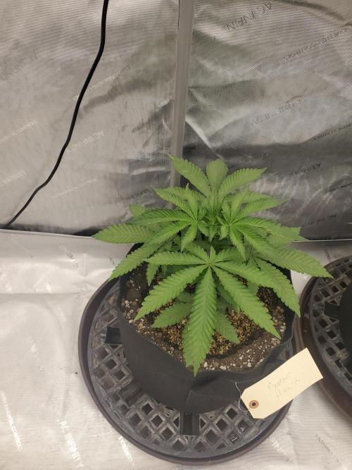 Gator breath. Week 3