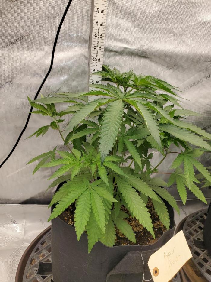 Gator breath. Week 4