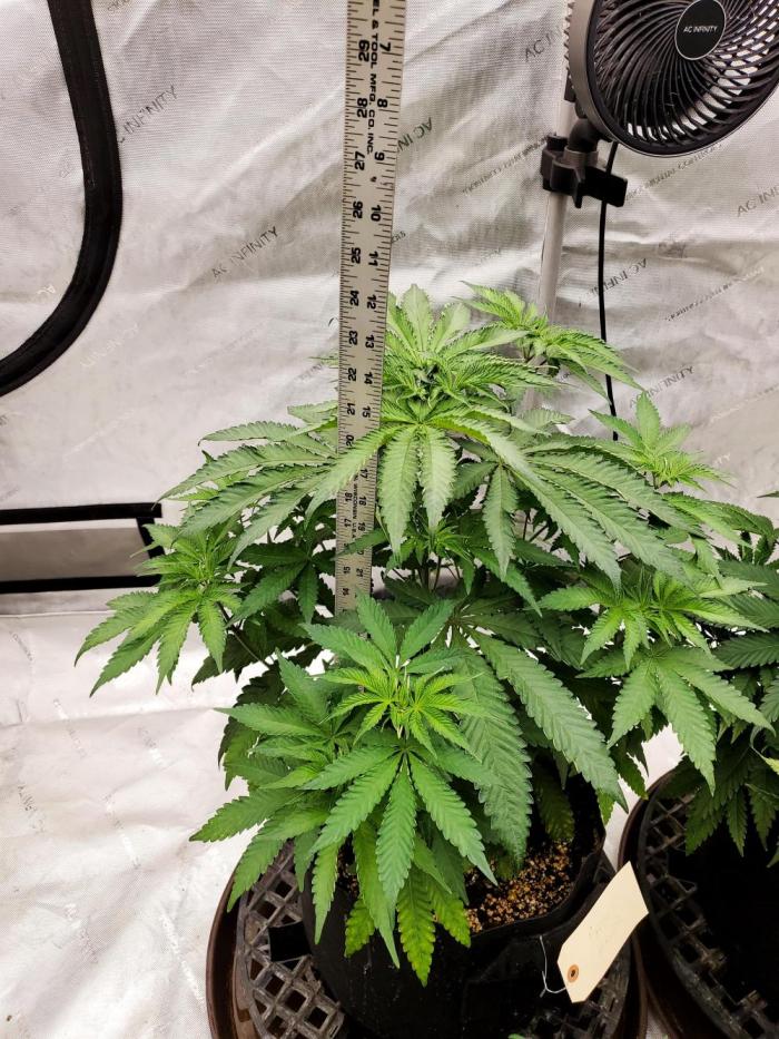 Gator breath. Week 5