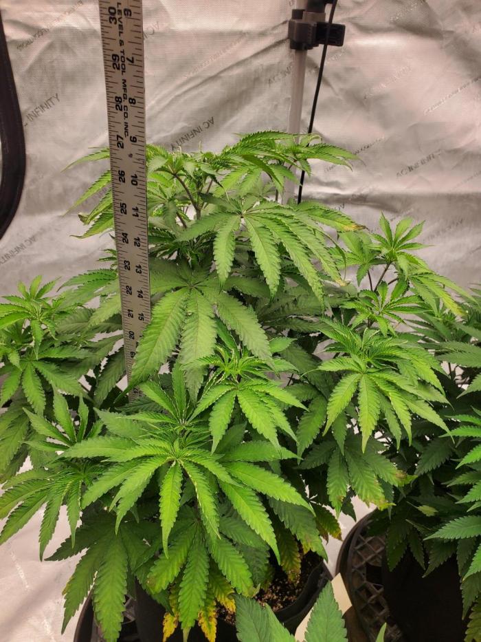 Gator breath. Week 6