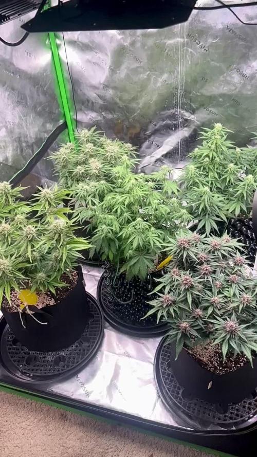 Cherry Cola