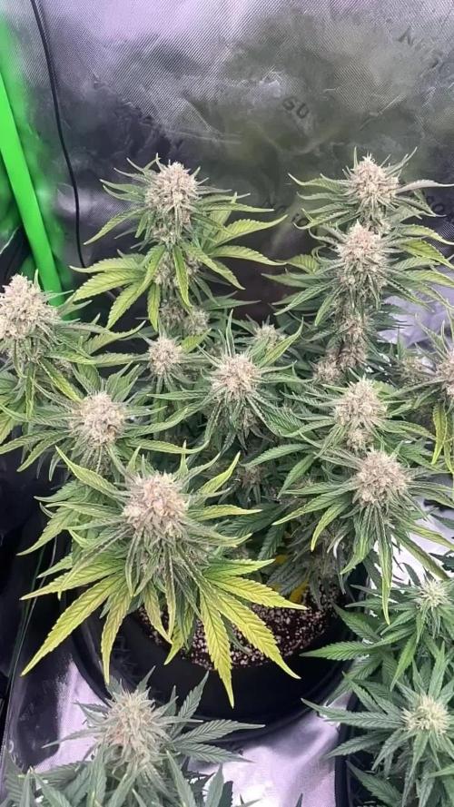 Purple Punch