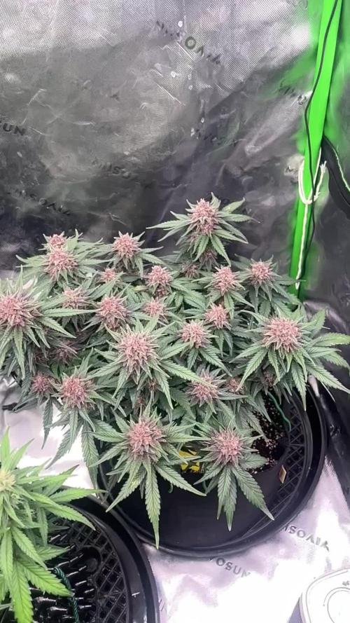 Cherry Cola