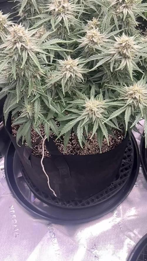 Double Grape