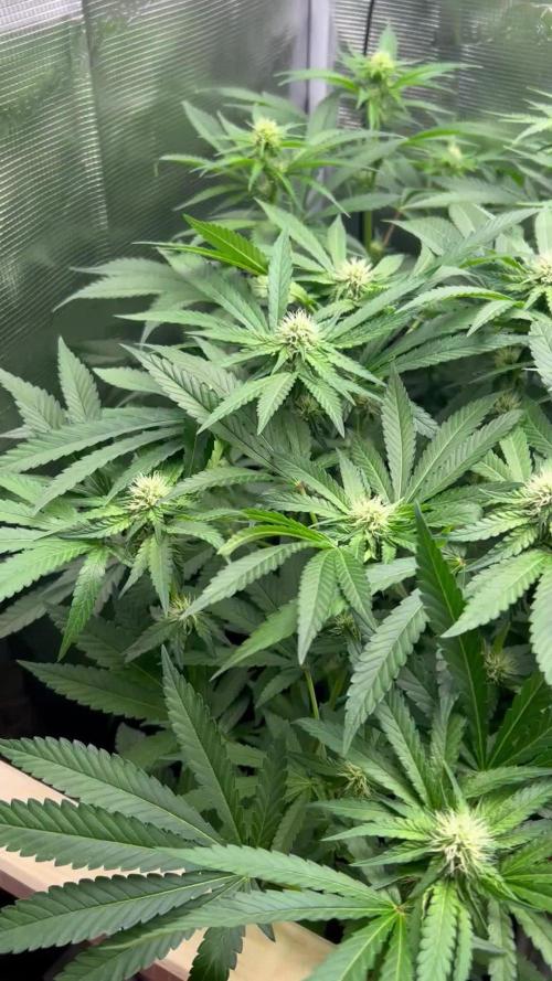 Lemon OG Haze Nirvana