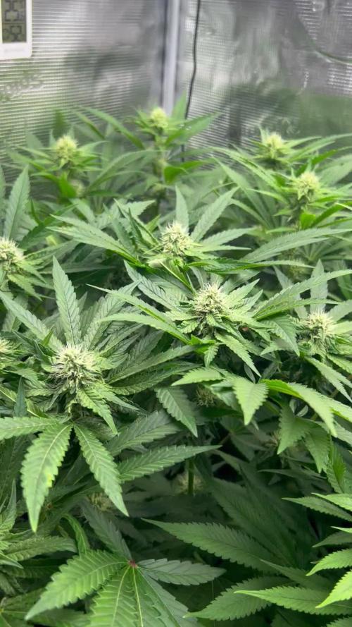 Lemon OG Haze Nirvana