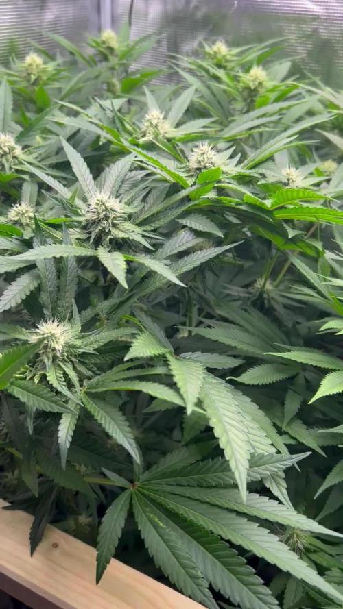 Lemon OG Haze Nirvana