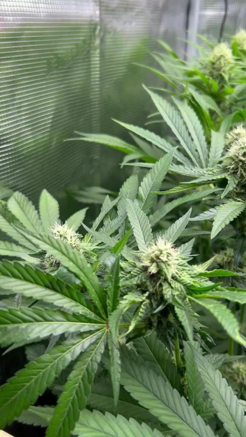 Lemon OG Haze Nirvana