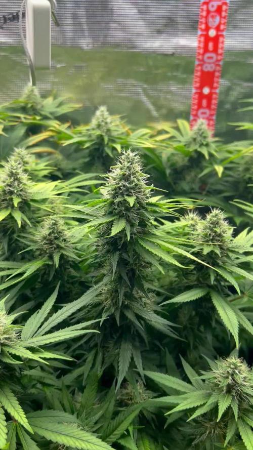 Lemon OG Haze Nirvana