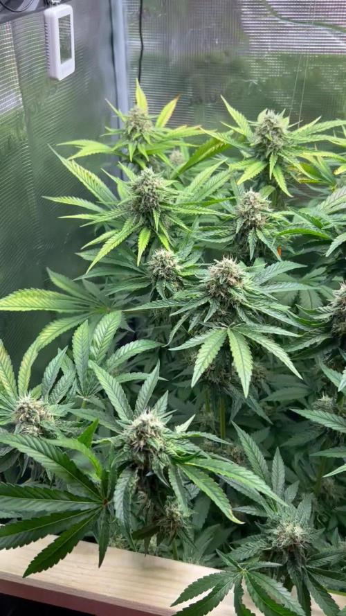 Lemon OG Haze Nirvana