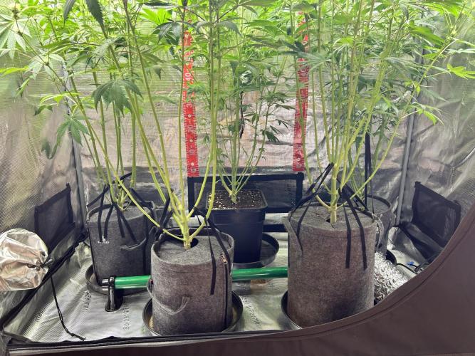 Santa Maria F10 x GMO Zkittlez. Week 10