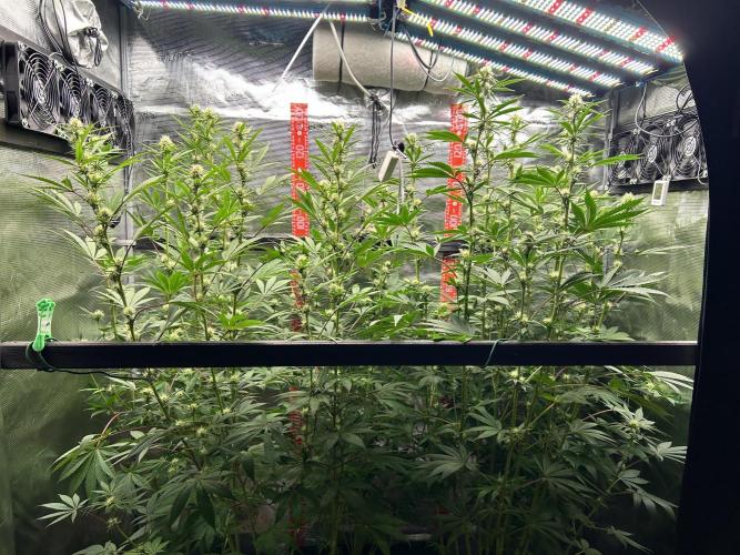 Santa Maria F10 x GMO Zkittlez. Week 10