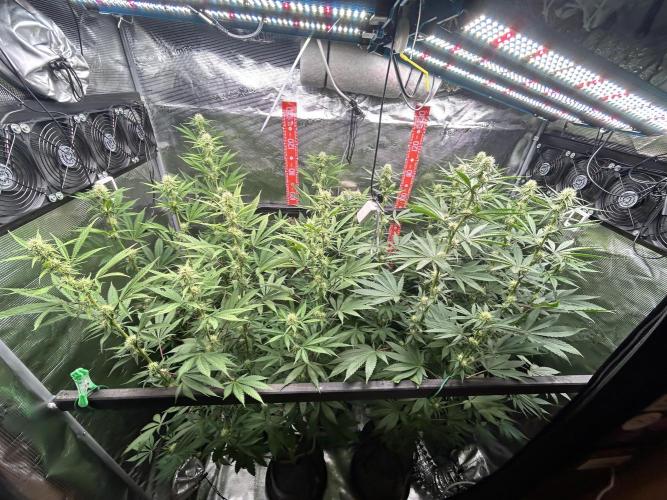 Santa Maria F10 x GMO Zkittlez. Week 10