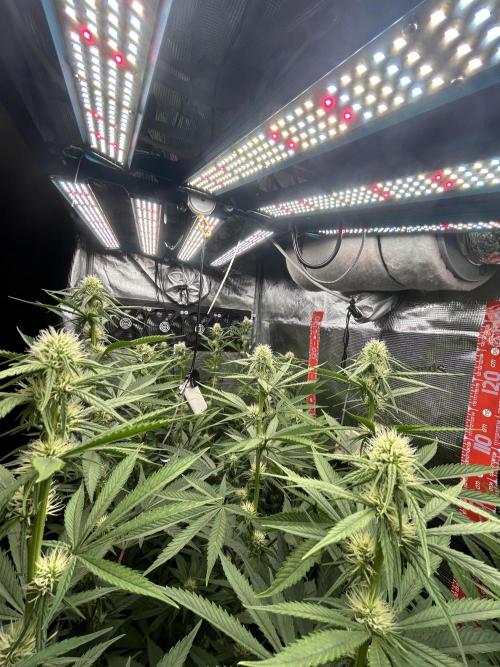 Santa Maria F10 x GMO Zkittlez. Week 10