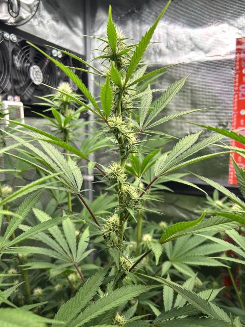 Santa Maria F10 x GMO Zkittlez. Week 10