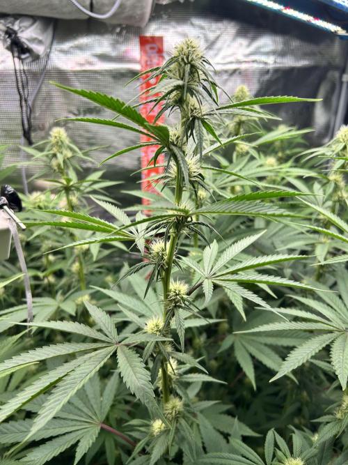 Santa Maria F10 x GMO Zkittlez. Week 10