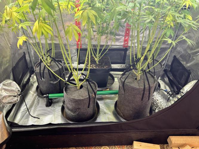 Santa Maria F10 x GMO Zkittlez. Week 12