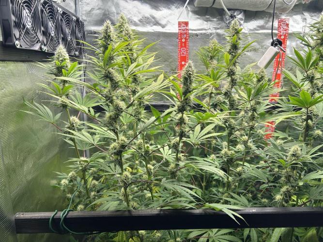 Santa Maria F10 x GMO Zkittlez. Week 12