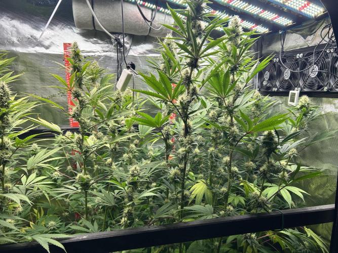 Santa Maria F10 x GMO Zkittlez. Week 12