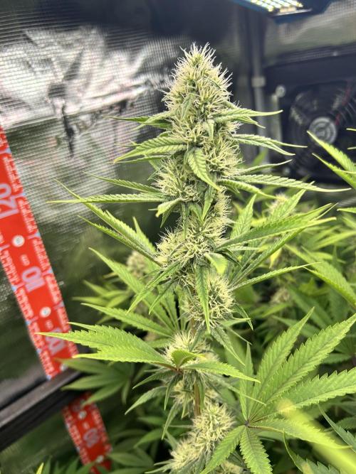 Santa Maria F10 x GMO Zkittlez. Week 12