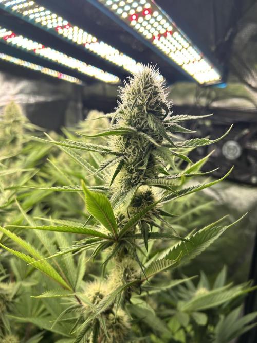 Santa Maria F10 x GMO Zkittlez. Week 12