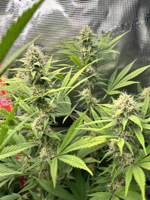 Santa Maria F10 x GMO Zkittlez. Week 12