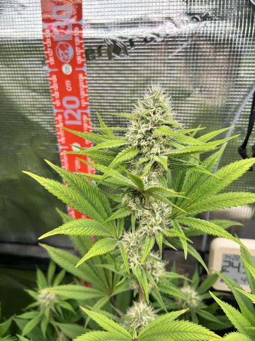 Santa Maria F10 x GMO Zkittlez. Week 12