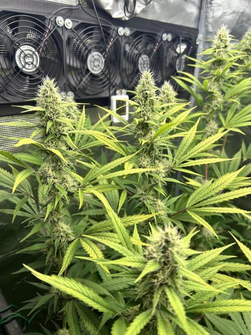 Santa Maria F10 x GMO Zkittlez. Week 12