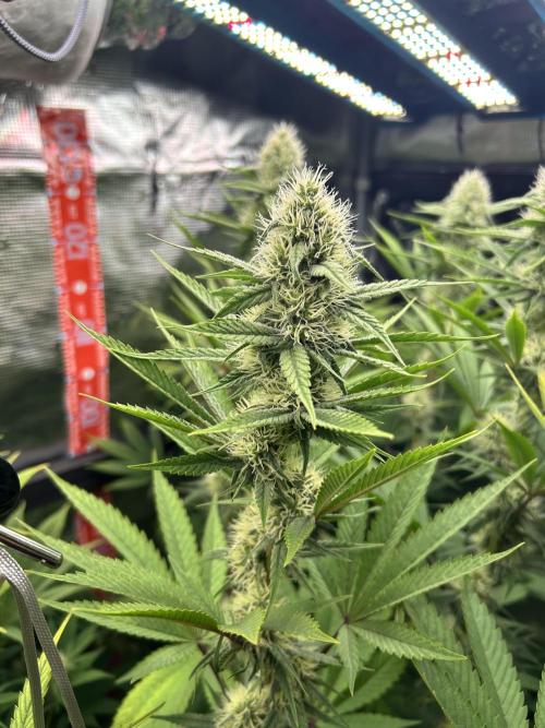 Santa Maria F10 x GMO Zkittlez. Week 12