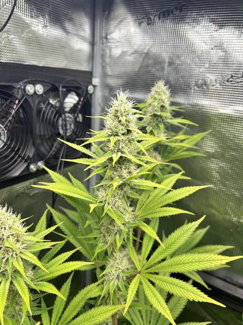 Santa Maria F10 x GMO Zkittlez. Week 12