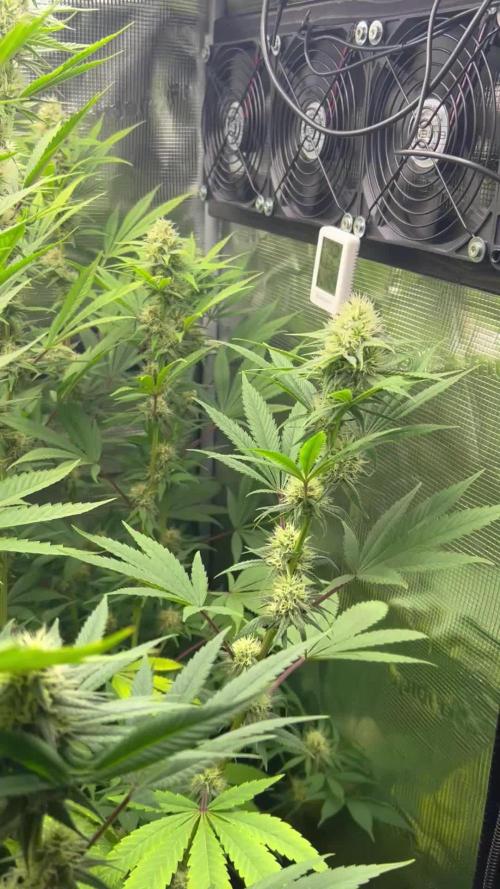 Santa Maria F10 x GMO Zkittlez