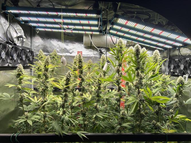 Santa Maria F10 x GMO Zkittlez. Week 13