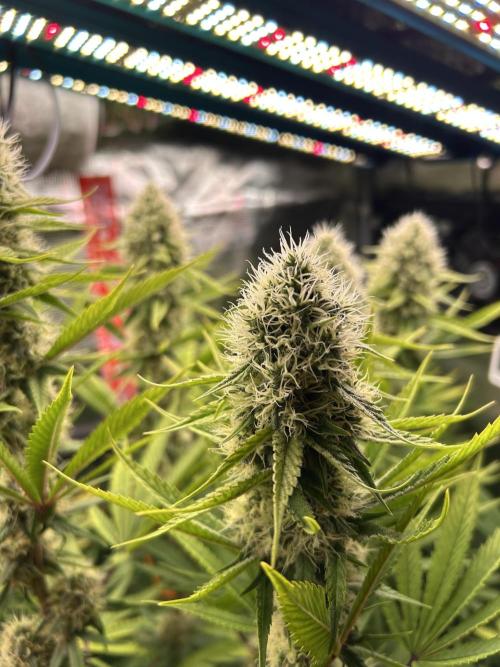 Santa Maria F10 x GMO Zkittlez. Week 13