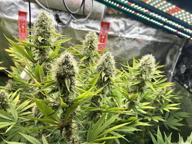 Santa Maria F10 x GMO Zkittlez. Week 13