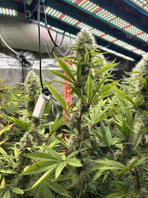 Santa Maria F10 x GMO Zkittlez. Week 13