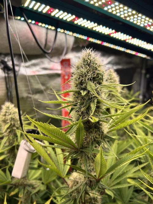 Santa Maria F10 x GMO Zkittlez. Week 13