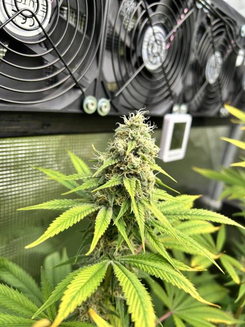 Santa Maria F10 x GMO Zkittlez. Week 13