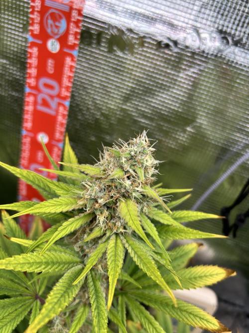 Santa Maria F10 x GMO Zkittlez. Week 13