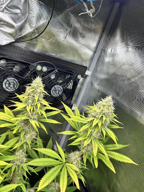 Santa Maria F10 x GMO Zkittlez. Week 13